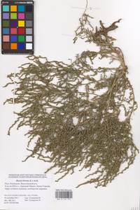Spirobassia hirsuta (L.) Freitag & G. Kadereit, Восточная Европа, Нижневолжский район (E9) (Россия)