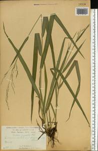 Lolium giganteum (L.) Darbysh., Восточная Европа, Центральный лесостепной район (E6) (Россия)