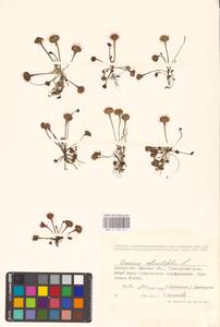 Росянка круглолистная L., Восточная Европа, Белоруссия (E3a) (Белоруссия)