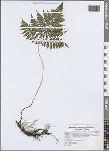 Ложнопузырник игольчатый (Maxim.) Milde, Сибирь, Дальний Восток (S6) (Россия)