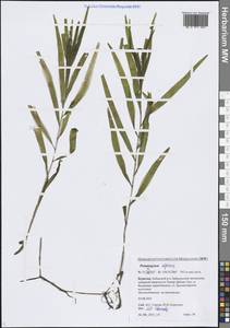 Рдест альпийский Balb., Сибирь, Прибайкалье и Забайкалье (S4) (Россия)