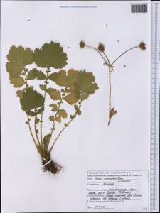 Гравилат крупнолистный Willd., Америка (AMER) (США)