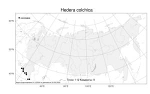 Hedera colchica, Плющ колхидский (K. Koch) K. Koch, Атлас флоры России (FLORUS) (Россия)