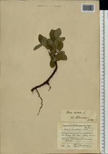 Ива копьевидная L., Восточная Европа, Северный район (E1) (Россия)