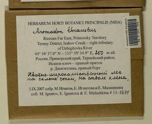 Anomodon thraustus Müll. Hal., Гербарий мохообразных, Мхи - Дальний Восток (без Чукотки и Камчатки) (B20) (Россия)