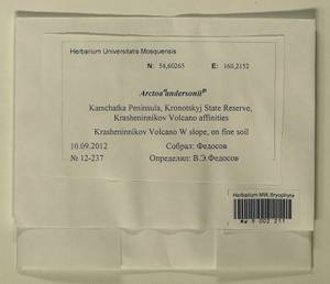 Arctoa anderssonii Wich., Гербарий мохообразных, Мхи - Чукотка и Камчатка (B21) (Россия)