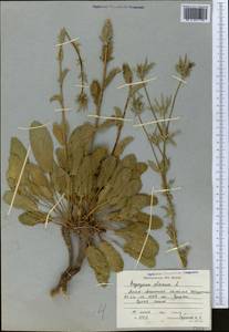 Синеголовник плосколистный L., Средняя Азия и Казахстан, Северный и Центральный Тянь-Шань (M4) (Казахстан)