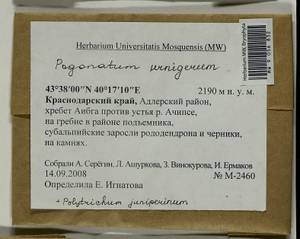 Pogonatum urnigerum (Hedw.) P. Beauv., Гербарий мохообразных, Мхи - Северный Кавказ и Предкавказье (B12) (Россия)