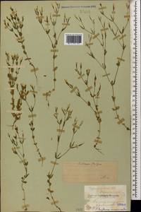 Centaurium pulchellum var. meyeri (Bunge) Omer, Кавказ, Черноморское побережье (от Новороссийска до Адлера) (K3) (Россия)