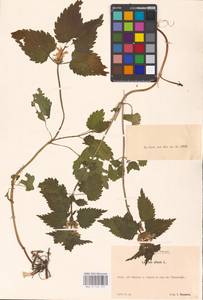 MHA 0 154 457, Яснотка белая, Глухая крапива L., Восточная Европа, Эстония (E2c) (Эстония)