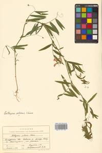 Lathyrus palustris subsp. palustris, Сибирь, Дальний Восток (S6) (Россия)