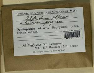 Polytrichum piliferum Hedw., Гербарий мохообразных, Мхи - Башкортостан, Челябинская и Оренбургская области (B14) (Россия)