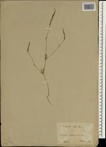 Crucianella ciliata Lam., Зарубежная Азия (ASIA) (Турция)