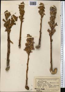 Заразиха, Средняя Азия и Казахстан, Северный и Центральный Тянь-Шань (M4) (Казахстан)