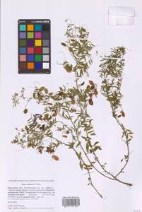 Vicia lens (L.) Coss. & Germ., Восточная Европа, Московская область и Москва (E4a) (Россия)