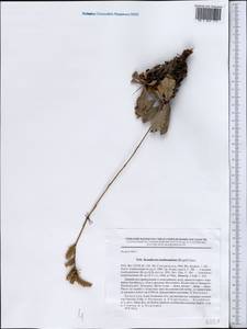 Ikonnikovia kaufmanniana (Regel) Lincz., Средняя Азия и Казахстан, Северный и Центральный Тянь-Шань (M4) (Казахстан)