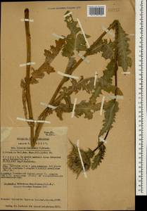 Cirsium ×kozlovskyi Petr., Кавказ, Грузия (K4) (Грузия)