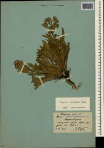 Erigeron acris subsp. acris, Крым (KRYM) (Россия)