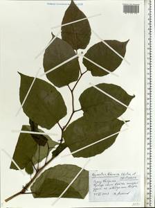 Reynoutria × bohemica Chrtek & Chrtková, Восточная Европа, Центральный лесной район (E5) (Россия)
