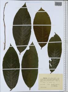 Sapotaceae, Африка (AFR) (Эфиопия)