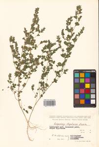 Куммеровия прилистниковая (Maxim.) Makino, Сибирь, Дальний Восток (S6) (Россия)