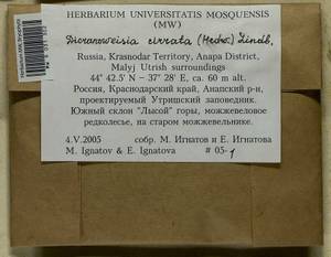 Dicranoweisia cirrata (Hedw.) Lindb. ex Milde, Гербарий мохообразных, Мхи - Северный Кавказ и Предкавказье (B12) (Россия)