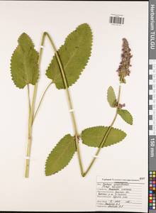 Betonica officinalis subsp. officinalis, Восточная Европа, Центральный район (E4) (Россия)
