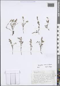 Торичник приморский, Торичник морской (L.) Besser, Восточная Европа, Центральный район (E4) (Россия)