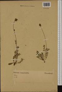 Poterium sanguisorba subsp. sanguisorba, Западная Европа (EUR) (Германия)