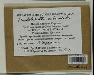 Pseudoleskeella catenulata (Brid. ex Schrad.) Kindb., Гербарий мохообразных, Мхи - Северный Кавказ и Предкавказье (B12) (Россия)