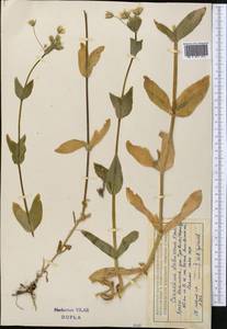 Dichodon davuricum (Fisch. ex Spreng.) Á.Löve & D.Löve, Средняя Азия и Казахстан, Северный и Центральный Тянь-Шань (M4) (Казахстан)