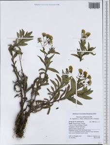 Senecio squalidus subsp. aethnensis (DC.) Greuter, Западная Европа (EUR) (Италия)