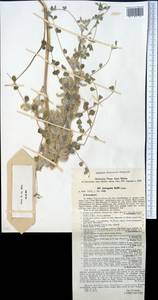 Astragalus kelifi Lipsky, Средняя Азия и Казахстан, Памир и Памиро-Алай (M2)