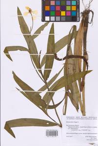 Лютик длиннолистный L., Восточная Европа, Центральный лесостепной район (E6) (Россия)