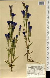 Горечавочник бородатый (Froel.) Ma, Монголия (MONG) (Монголия)