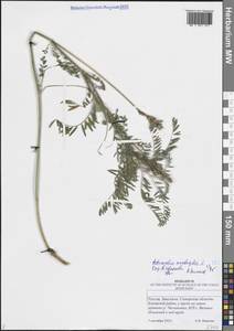 Астрагал эспарцетный L., Восточная Европа, Средневолжский район (E8) (Россия)