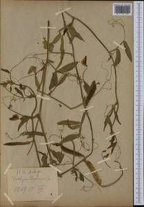 Lathyrus clymenum L., Ботанические сады и дендрарии (GARD) (Эстония)
