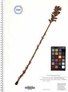 Phelipanche purpurea subsp. purpurea, Восточная Европа, Восточный район (E10) (Россия)