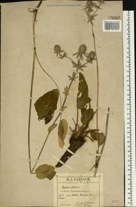 Синеголовник плосколистный L., Восточная Европа, Центральный район (E4) (Россия)