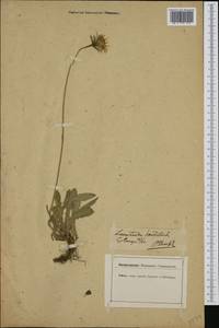 Leontodon hispidus subsp. danubialis (Jacq.) Simonk., Западная Европа (EUR) (Германия)