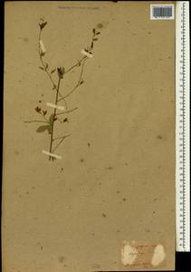 Lespedeza thunbergii var. thunbergii, Зарубежная Азия (ASIA) (Япония)