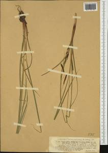 Carex flacca subsp. erythrostachys (Hoppe) Holub, Западная Европа (EUR) (Норвегия)