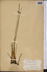 Ситник арктический Willd., Америка (AMER) (Гренландия)