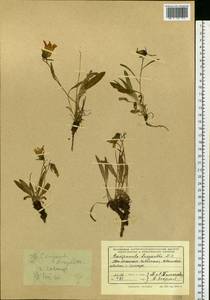 Колокольчик волосистоцветковый M.Bieb., Сибирь, Прибайкалье и Забайкалье (S4) (Россия)