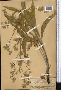 Lindelofia anchusoides subsp. anchusoides, Средняя Азия и Казахстан, Западный Тянь-Шань и Каратау (M3) (Казахстан)