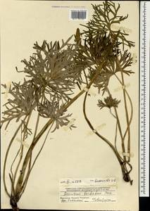 Борец бородатый Patrin ex Pers., Монголия (MONG) (Монголия)