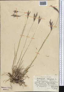 Бородач обыкновенный (L.) Keng, Средняя Азия и Казахстан, Джунгарский Алатау и Тарбагатай (M5) (Казахстан)