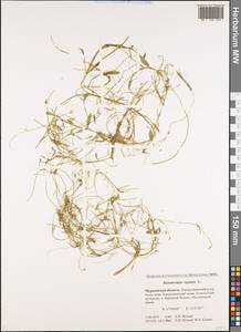 Лютик распростертый, Лютик стелющийся L., Восточная Европа, Северный район (E1) (Россия)