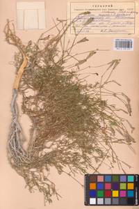 Смолевка меловая Fisch., Восточная Европа, Нижневолжский район (E9) (Россия)