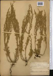 Полынь австрийская Jacq., Средняя Азия и Казахстан, Муюнкумы, Прибалхашье и Бетпак-Дала (M9) (Казахстан)